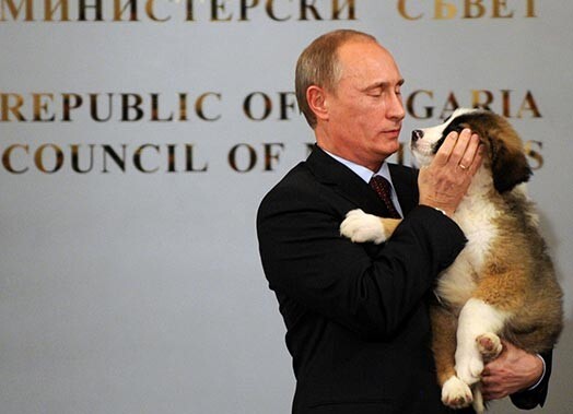 Из недавней поездки в Болгарию Путин вернулся с 2,5-месячным щенком каракачанской собаки по кличке Йорго, которого ему подарил болгарский премьер