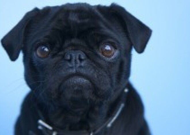 Грабители, не найдя что украсть, убили собаку