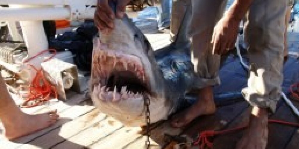 Египет придумал, как защитить туристов от акул