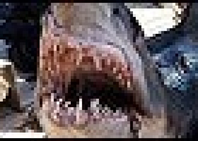 Пьяный серб убил акулу-убийцу в Шарм-эль-Шейхе