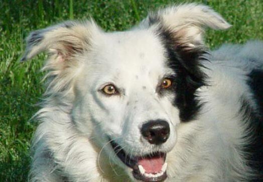 Самая умная собака в мире!