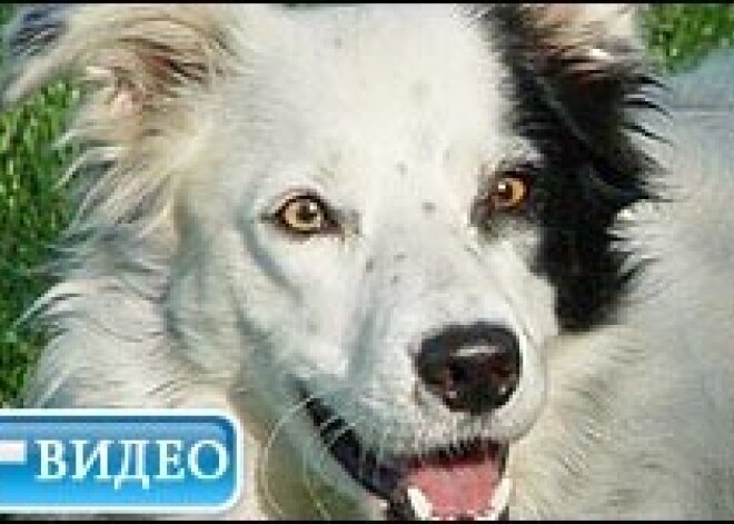 Знакомьтесь, Чейсер — колли, которая знает более 1000 слов