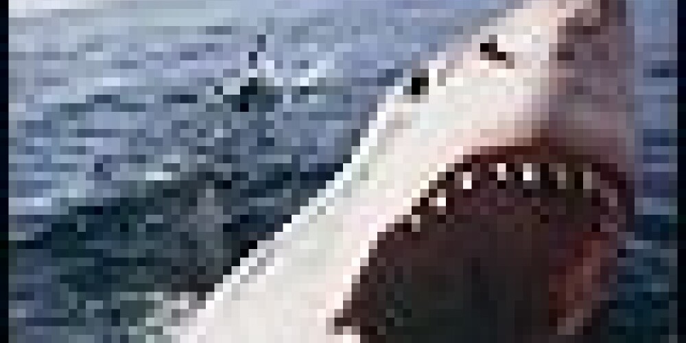 История про пьяного серба, случайно убившего акулу, оказалась шуткой