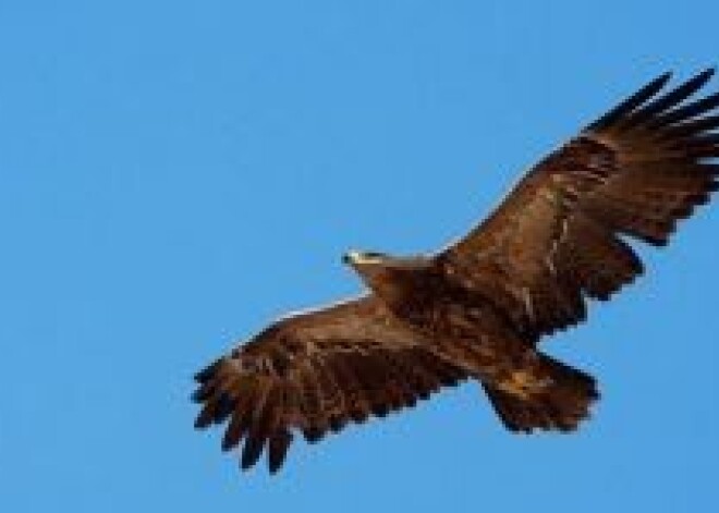 Арабы поймали еврейского орла-шпиона