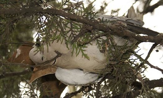 Vietējie kokos sakritušos, nedzīvos putnus salīdzina ar baisiem eglīšu rotājumiem