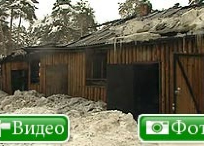 В Рижском зоопарке сгорели три зебры, три страуса и антилопа