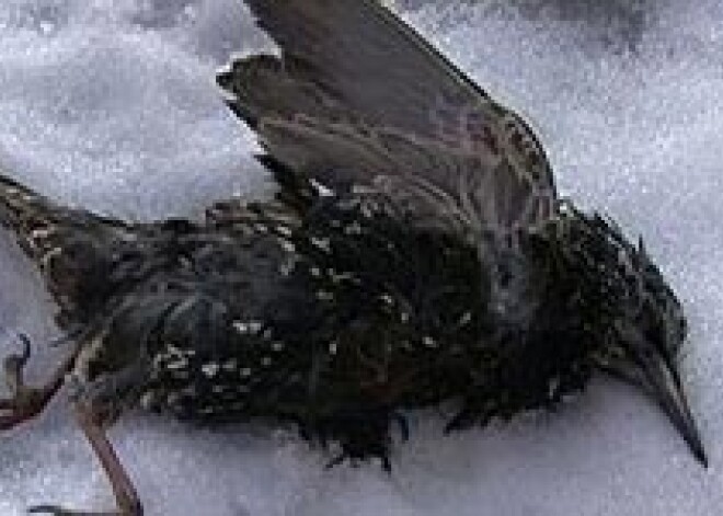 В Румынии скворцы умерли от алкогольного отравления