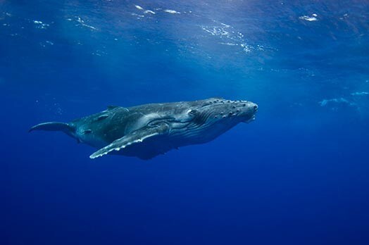 Attēlā redzami divu Krievijā dzimušo bērnu vārdi: Okeana (krievu valodā – okeāns) un Kits (krievu valodā – valis)