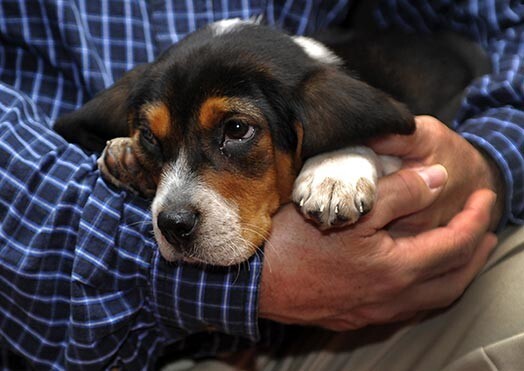 Bīgla kucēns Tabita piedalās Amerikas suņu audzētāju apvienības "Kennel Club" preses konferencē, kurā paziņotas desmit ASV populārākās suņu šķirnes. Jau 20.gadu pēc kārtas populārākā suņu šķirne ASV ir labradors retrīvers, bet bīgls ierindojies ceturtajā vietā.