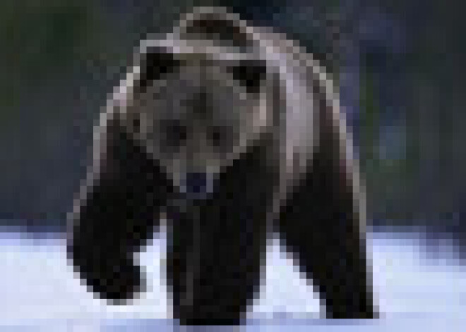 No ziemas miega pamodušies pirmie lāči