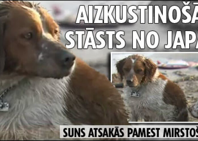 Aizkustinošākais stāsts no Japānas. Suns atsakās pamest mirstošu draugu