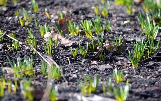 Nākamnedēļ gaisa temperatūra sasniegs pat plus 13 grādus, sola sinoptiķi