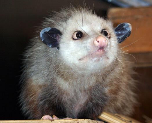 Косоглазый опоссум Хайди выросла в приюте в США, а в Лейпцигский зоопарк попала растолстевшей и окосевшей, предположительно вследствие неправильного кормления бывшими хозяевами. У нее более 327 000 поклонников на Facebook, и в этом году она предсказывала победителей «Оскара»