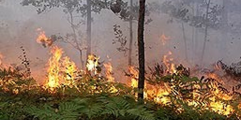 Поджог травы вызвал первый лесной пожар