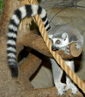 Madagaskara ir tālu, bet tās iemītnieki lemuri apskatāmi arī, mērojot ceļu tikai uz Mežaparku.