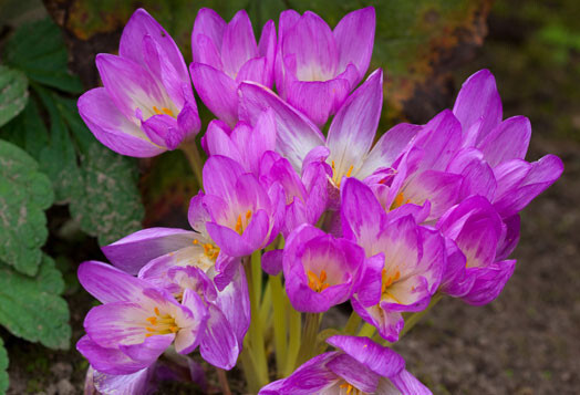 Daudzgadīgo augu rudens vēlziedes jeb, Colchicum autumnale L., audzē kā krāšņumaugus dārzos. Tas ir skaists, bet ļoti indīgs augs.