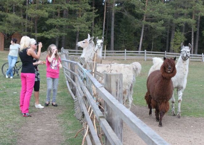 Ar Lieldienu svinībām tika atklāta šā gada vasaras sezona „Rakšos”, un lamas un kamieļi bija patiesi priecīgi par pirmajiem apmeklētājiem.