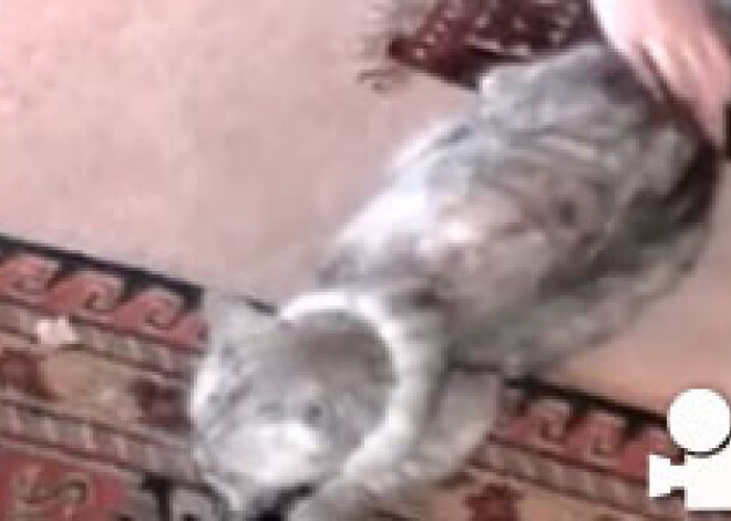 Kaķene sasniedz pasaules rekordu, murrājot 73 decibelu skaļumā. VIDEO