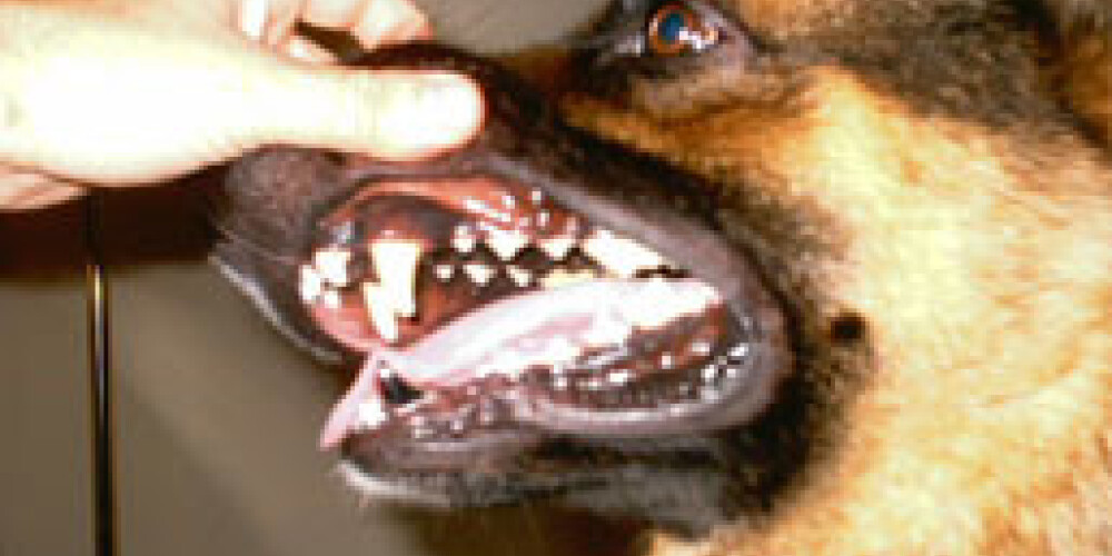 Бин Ладена ликвидировала собака с титановыми зубами?