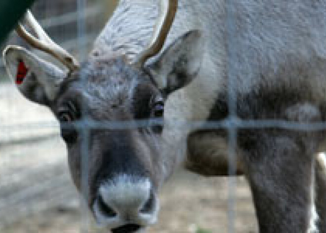 Rīgas Zooloģiskajā dārzā piedzimis ziemeļbriedēns