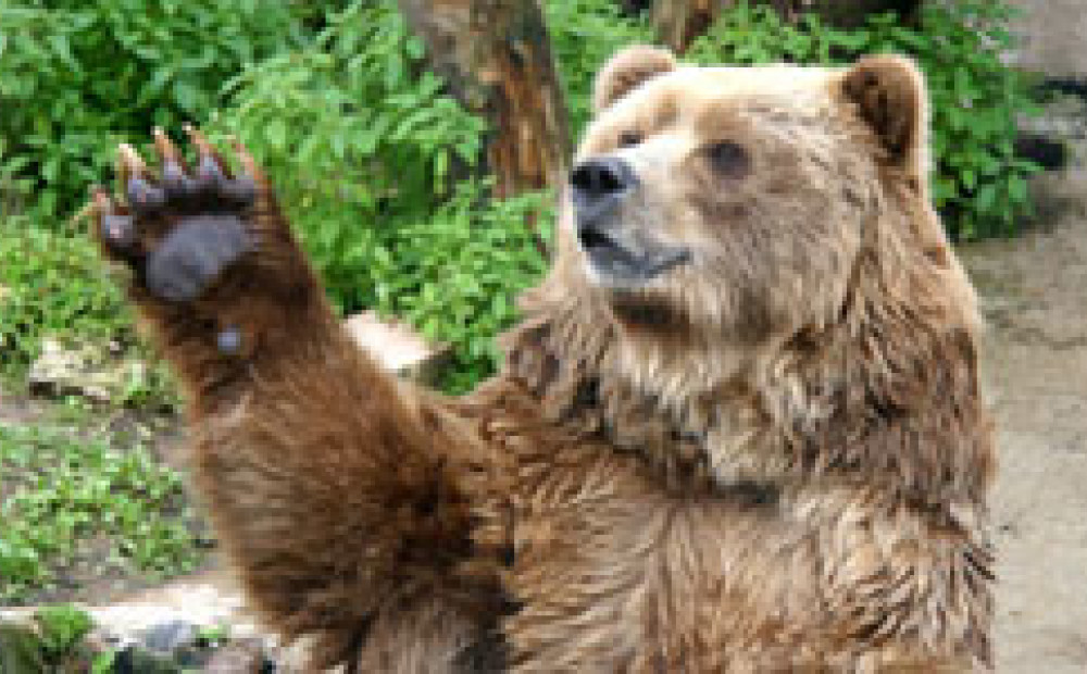 Kokneses apkaimi apciemojis brūnais lācis