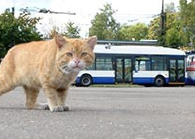 Āgenskalnā piekauj trolejbusu, Skrunda slīkst mēslos