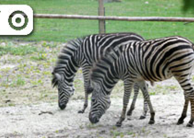 Rīgas zoodārzā atkal ir zebras; ieradušās jaunās meitenes. FOTO