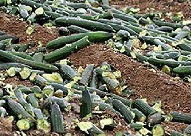 В Латвии бактерия E.coli пока не найдена
