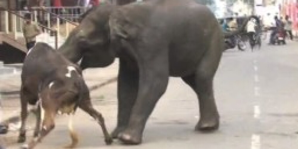 Дикие слоны атаковали город на юге Индии