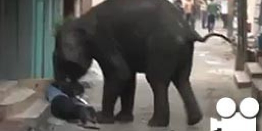 Šoks: ziloņi sakropļo un līdz nāvei sabradā cilvēkus un govis Indijā. VIDEO