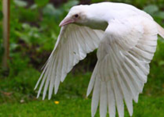 Kolkā lidinās pilnīgi balta vārna. Foto