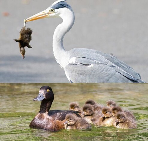 Прожорливая цапля схватила и унесла малыша прямо на глазах его матери!