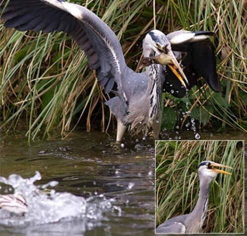 Первого утенка цапля съела с аппетитом, не торопясь