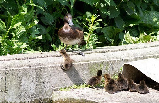 Мама-утка в отчаянии пытается спасти свой выводок. Но утята пока еще слишком неповоротливы и беспомощны