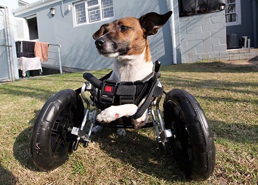 Тесси на своих новых колесах