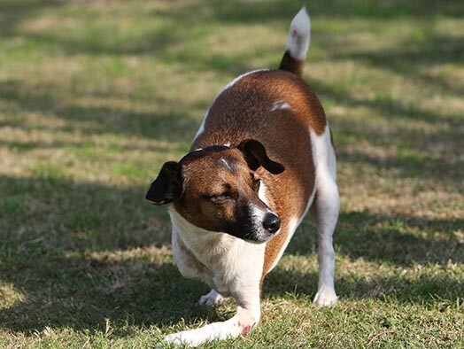Теперь у собаки, по словам ее хозяев, «две с половиной лапы» вместо четырех
