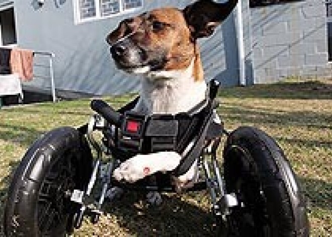 Собака научилась ходить заново