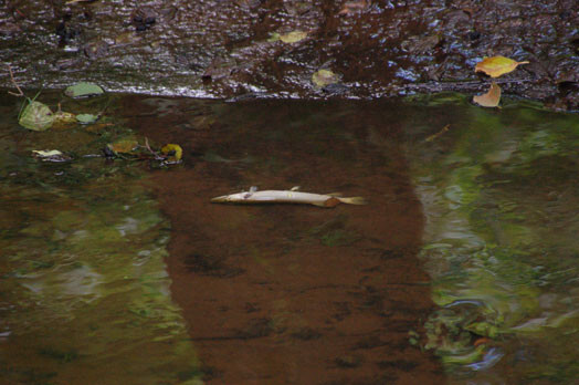 Gleznainā Mārupītes ieleja. Upe kā agrāk, tikai pilna ar beigtām zivīm.