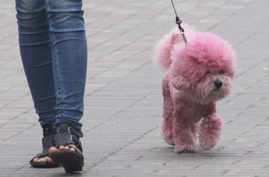 На улице Йомас можно встретить ярко-розового пуделя