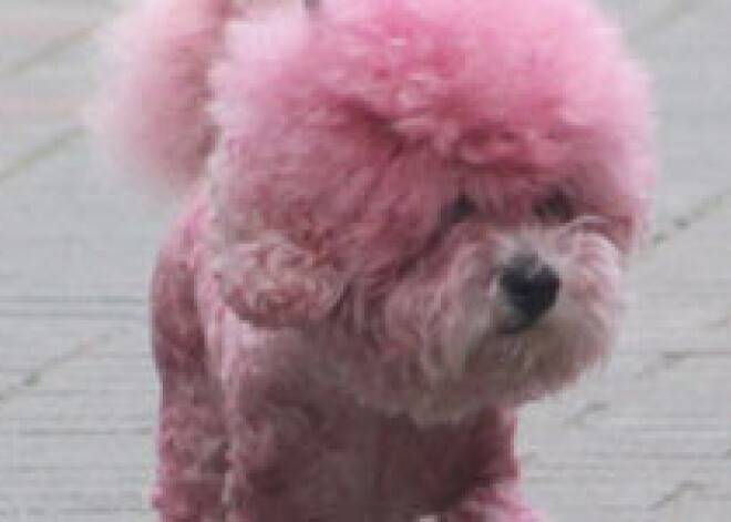 В Латвии тоже перекрашивают собак