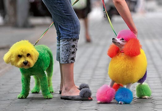 Pūdeļiem ir vispateicīgākā „spalva” cirpšanai un krāsošanai, tāpēc grūminga konkursos viņi veido lielāko daļu dalībnieku, pārvēršoties rozā fejās, krāsainos pāvos un citās fantastiskās būtnēs. Pūdeļi visos laikos tikuši bieži frizēti, tāpēc uztver šo procedūru kā pašsaprotamu.