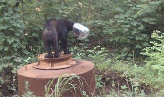 Izdevies glābt lāci, kurš vairākas nedēļas pavadījis ar plastmasas burkā iesprūdušu galvu