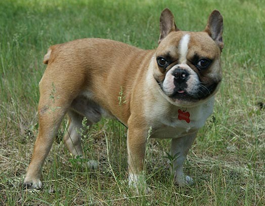 Mežaparkā pazudis franču buldogs Bonaparts. Saimnieki līdz palīdzēt viņu atrast.