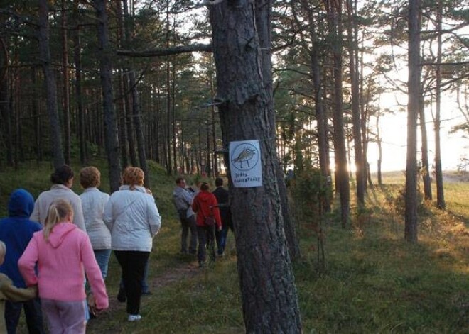 Lai nokļūtu līdz „Dabas koncertzāles” skatuvei – dabiskam kāpu amfiteātrim Mērsraga Baltajos kalnos – kājām bija jāveic daži kilometri caur skaistu priežu mežu.