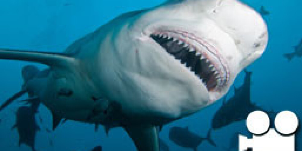 Sievas acu priekšā haizivs nogalina vīru, Seišelu salās slēdz pludmales. VIDEO