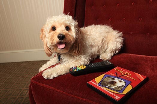 Пока хозяйка бегает по магазинам, ее любимица может расслабиться за просмотром передачи