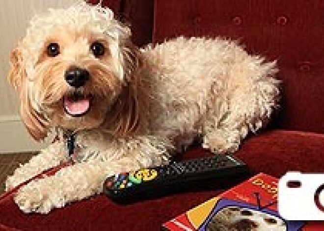 Мечта собаки...