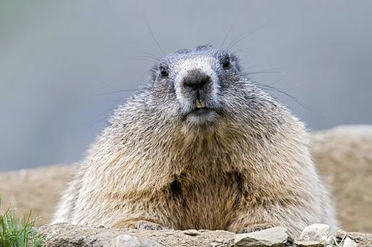 No Kijevas zoodārza aizmukuši septiņi murkšķi, lapsa un astoņas dzeloņcūkas