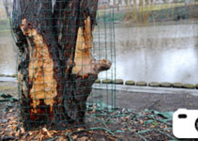 Bebri atkal sākuši uzbrukt kanālmalas kokiem