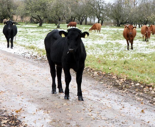 Lauksaimniecības uzņēmumu tirgū šobrīd notiek taustīšanās. Ir pircēji, kuri grib par zemes cenu nopirkt gan ēkas, gan ganāmpulku, gan visu pārējo.